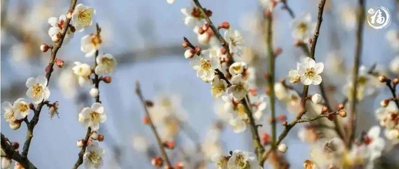 文明实践丨何叹春天无觅处，福田自有春满园