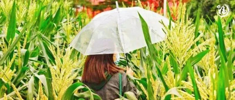 足足3000平！市民中心花海变身玉米地，快来打卡！