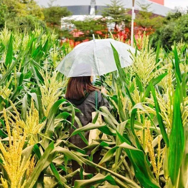 打卡打卡！福田这块玉米地你get√了吗！