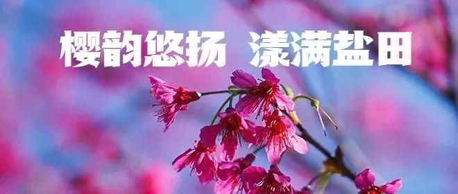 图集丨情人节邂逅盐田樱花季，春天的浪漫才刚刚开始
