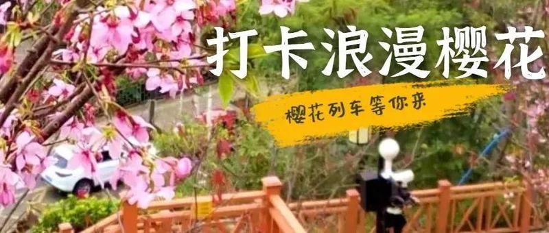 美！赤湾樱花季来了～