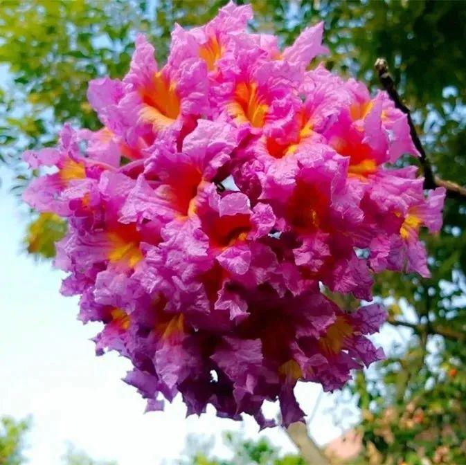 春满鹏城花事好！快收下二月花历，一起去赏花吧