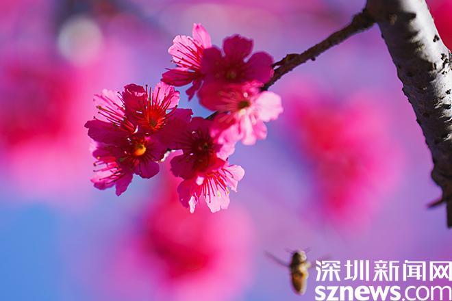 图集丨情人节邂逅盐田樱花季，春天的浪漫才刚刚开始