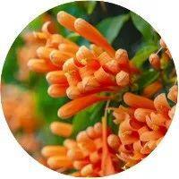 春满鹏城花事好！快收下二月花历，一起去赏花吧