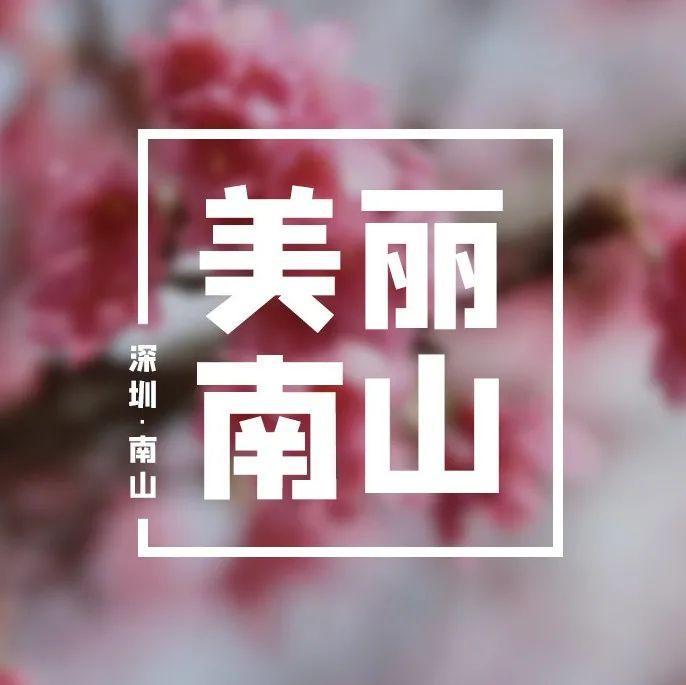 美！赤湾樱花季来了～