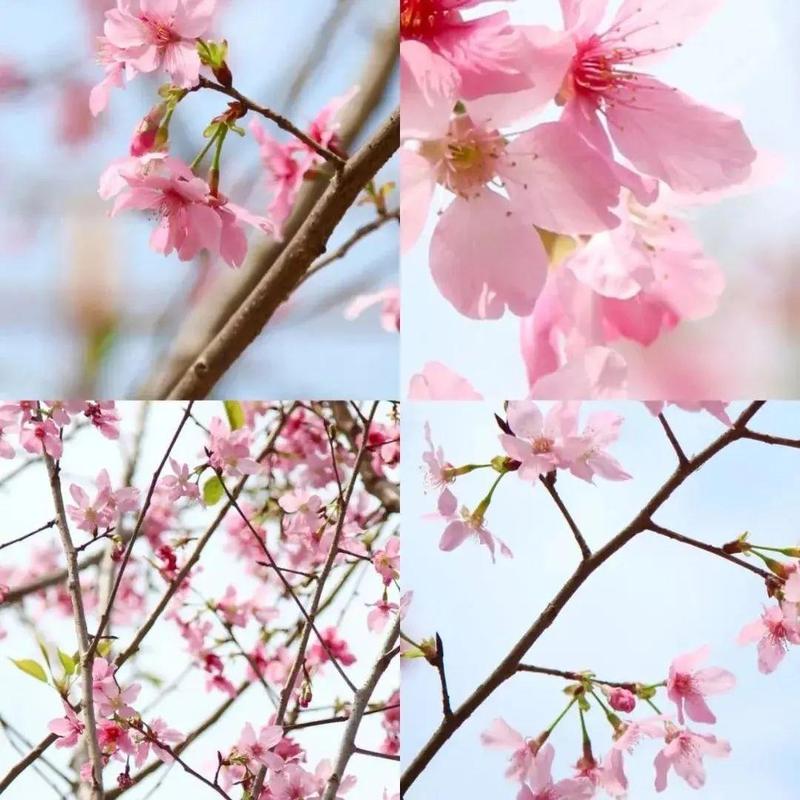 “红蓝马甲”齐上阵，赤湾这个网红打卡地更美了~