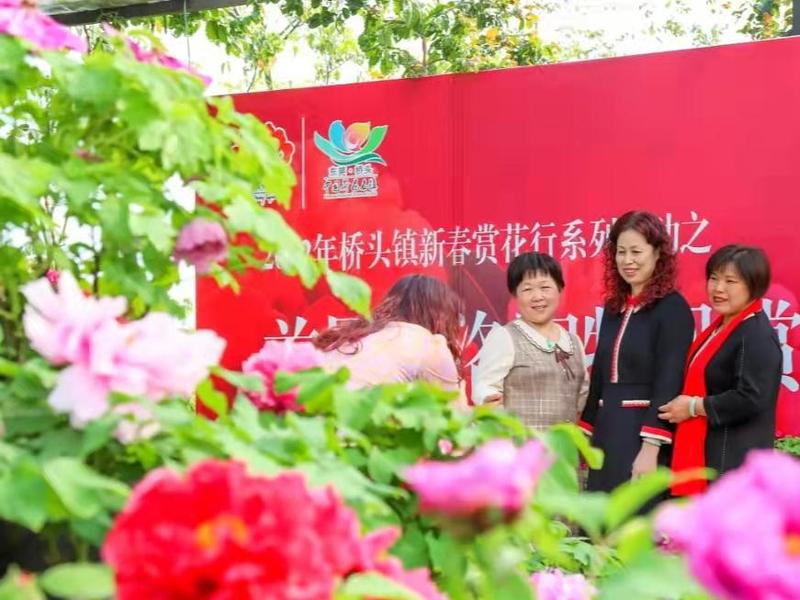 首届“洛阳牡丹赏花季”在东莞市桥头镇展出
