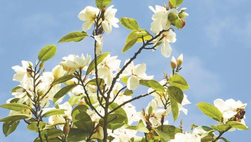 梧桐山“深山含笑”进入盛花期