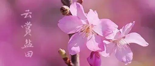 云赏盐田 | 幸得三月樱花舞，从此盐田多暖春
