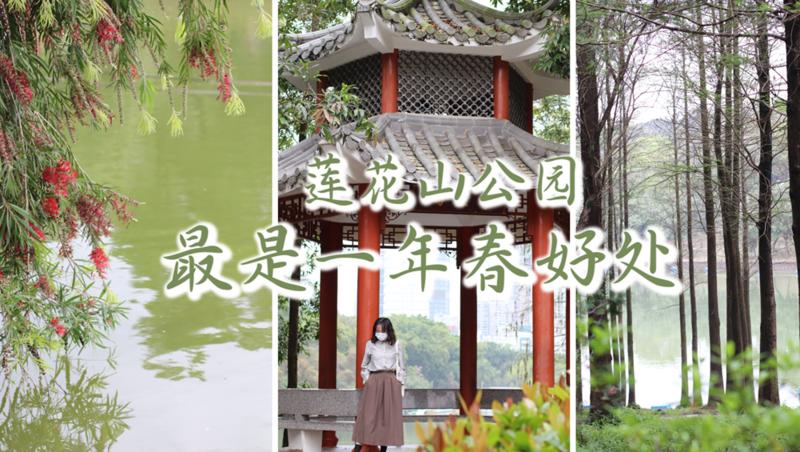 IN视频|今日深圳3月25日：莲花山公园，最是一年春好处