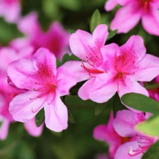云赏盐田 | 不负春光，赏花正当时！盐田毛棉杜鹃正值花期