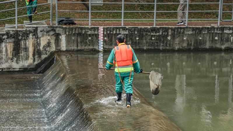 汛期中的双界河：白鹭成群捕食 工人清理河道