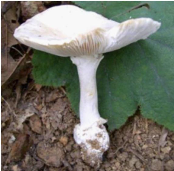 预防毒蘑菇中毒唯一方法：不采摘、购买和食用野生蘑菇！