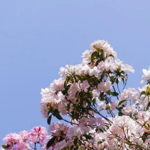 不负春光，赏花正当时！盐田毛棉杜鹃正值花期
