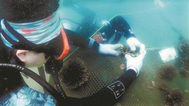 耕海牧鱼种珊瑚 深圳首个国家级海洋牧场年底开建