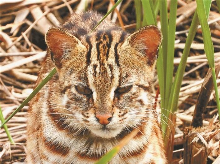 豹猫“安家”华侨城湿地公园