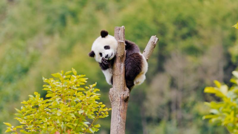 大熊猫香香，太香了！“吸金”27亿元