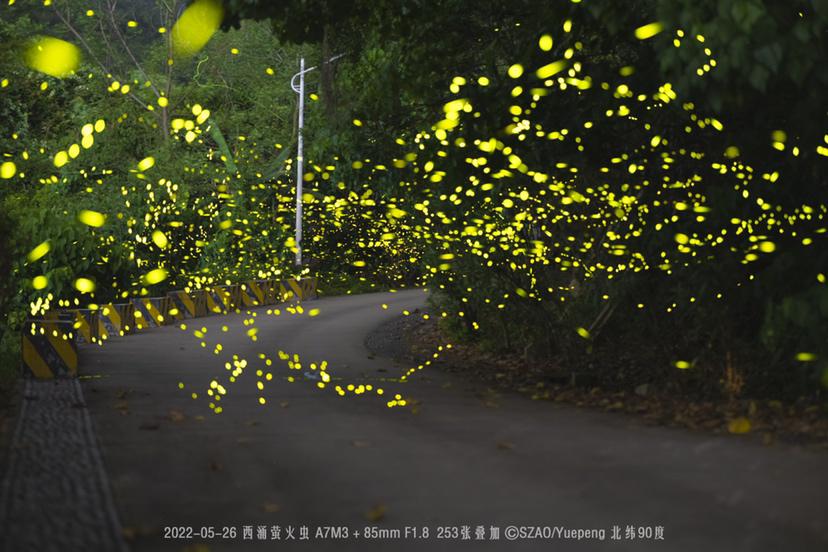 看！深圳也有漫天萤火虫飞舞