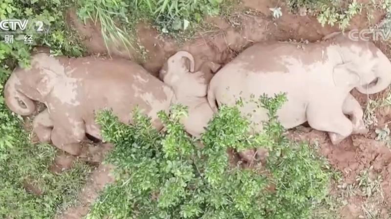 亚洲象群集体午睡，超温馨！无人机航拍画面曝光