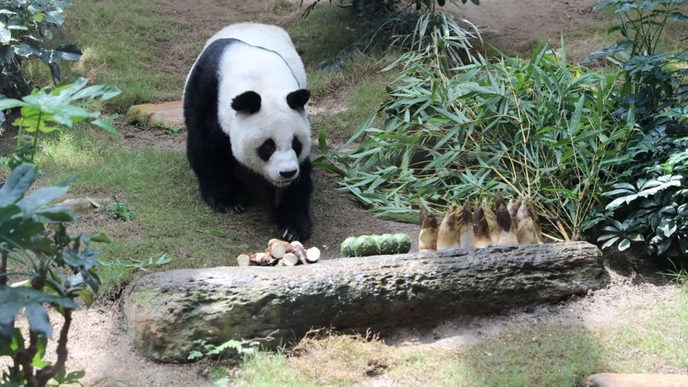 香港海洋公园：大熊猫“安安”去世终年35岁