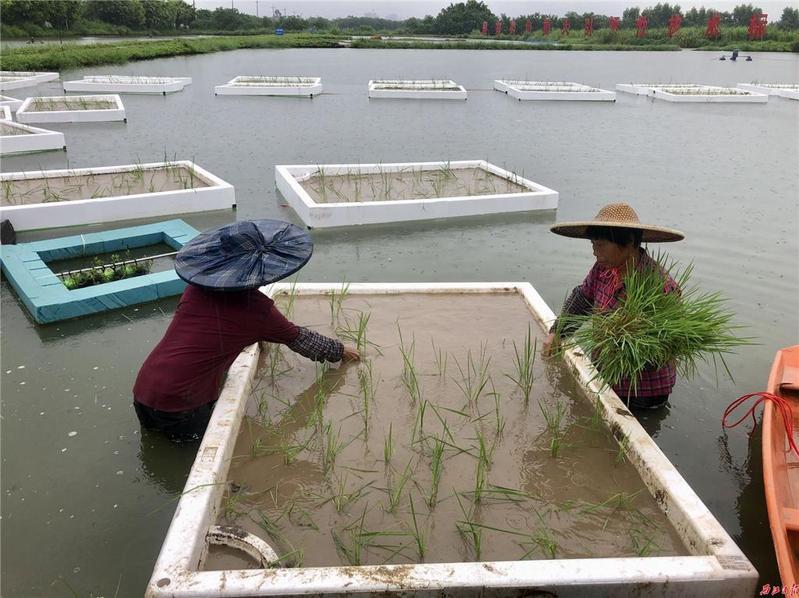 水稻“长”在鱼塘上，肇庆首次试种“漂浮水稻”