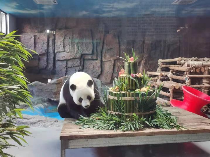 免费入园！东莞香市动物园招募8月份“小寿星”与大熊猫一起过生日