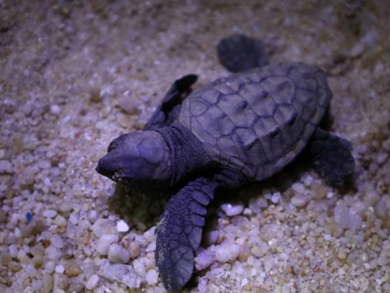 又产一窝，孵化率达90%！惠州惠东红海龟人工孵化再传好消息