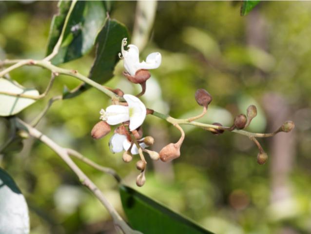 惠州象头山保护区再次发现国家二级保护植物——博罗红豆群落