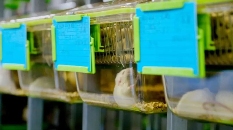 深圳湾实验室实验动物设施正式投入运行