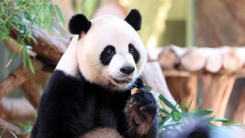 大熊猫三胞胎吃“月饼”庆中秋