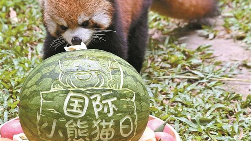 小熊猫享用节日大餐