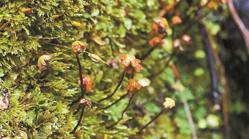 仙湖植物园科研获重大突破 基因组学研究首次重建苔类植物演化历程