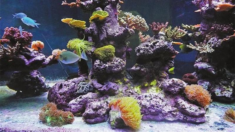 “海中守林人”呵护海底绚丽珊瑚世界 
