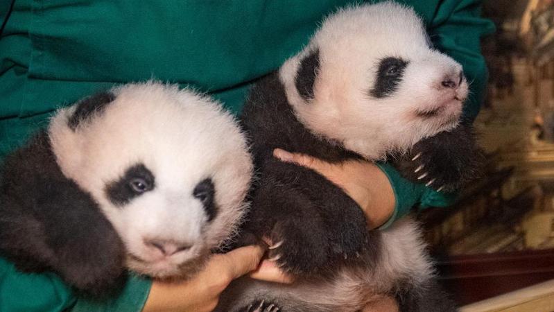重庆动物园新生大熊猫双胞胎幼仔与游客见面