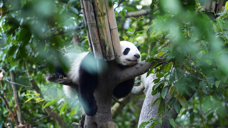 全球圈养大熊猫种群数量达到673只 十年增长近一倍