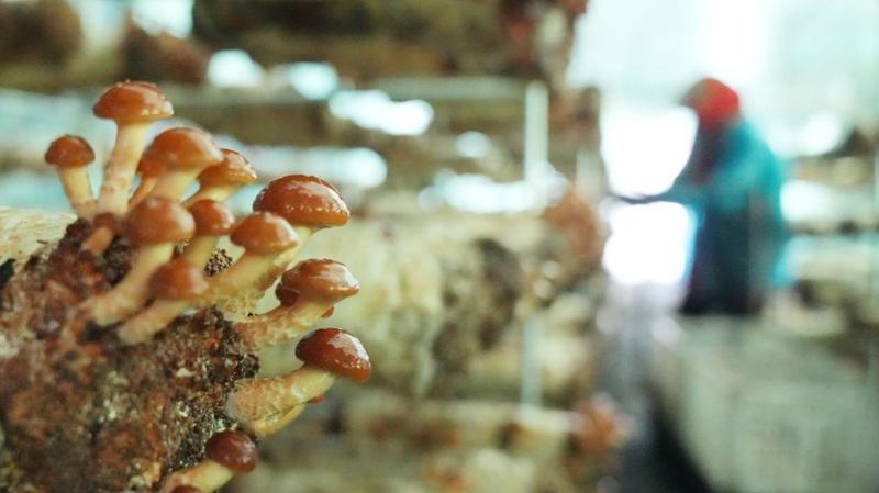 “小蘑菇”种出富民增收“大产业”