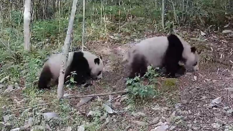 萌！秦岭再现大熊猫“遛娃” 高清画面来了！