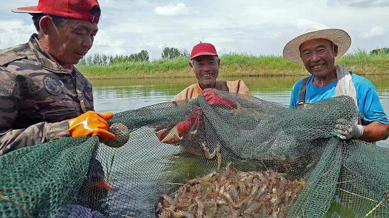 山东博兴：草柳编织、对虾养殖等特色产业助力当地就业增收与生态富民
