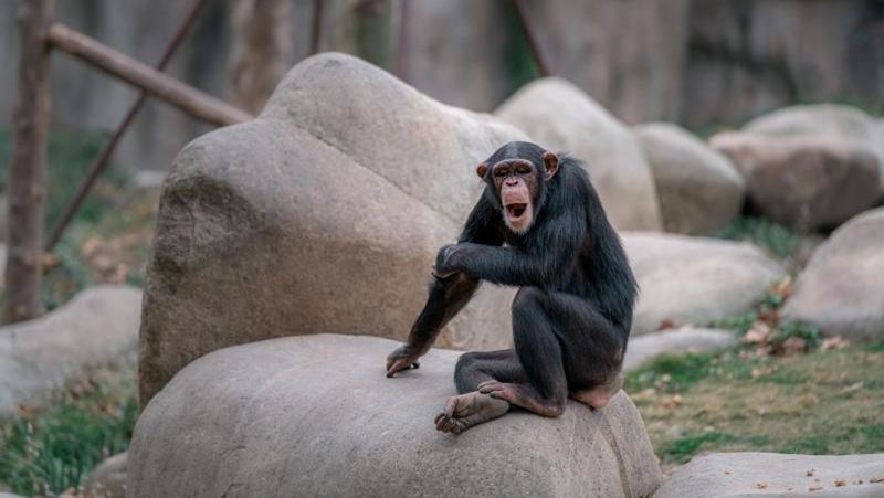 入乡随俗！济南野生动物世界一黑猩猩爱吃大葱上热搜