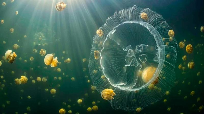 深圳国际海洋周 | 艺术海洋·海涵梦想海洋生态影像展在深圳举办