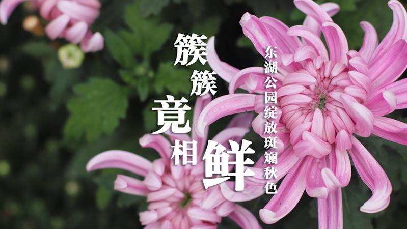 IN视频|今日深圳：簇簇竟相鲜 东湖公园菊花绽放斑斓秋色