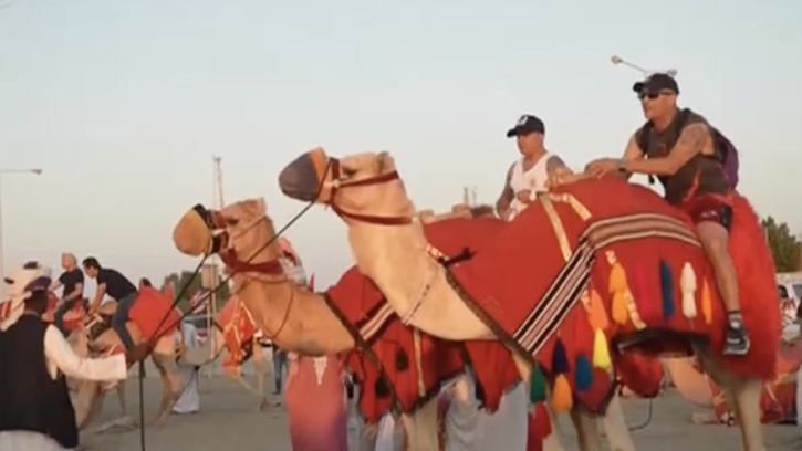 超百万游客涌入卡塔尔，骆驼也“加班”