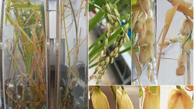 我国在国际上首次完成水稻从种子到种子全生命周期空间培养实验