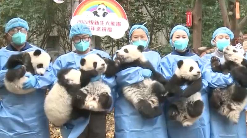 国宝添新丁 2022年熊猫中心繁育大熊猫8胎13崽