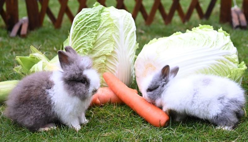 深圳野生动物园来了一批小兔子迎兔年