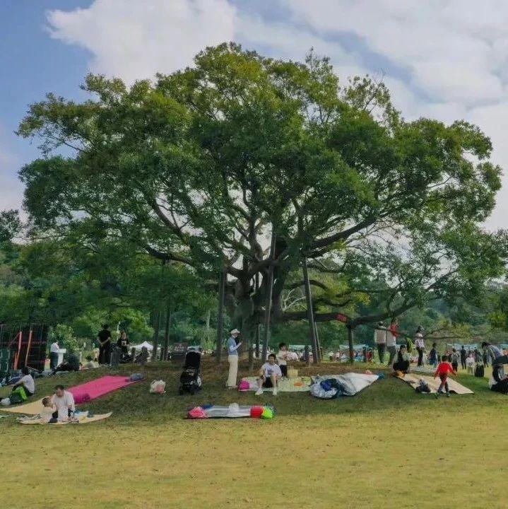 11公顷森林湿地，山海专线直达，藏在盐田半山里的桃花源→