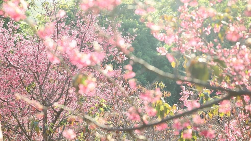 IN视频|今日深圳：仙湖植物园，春日浪漫是这片樱花给的