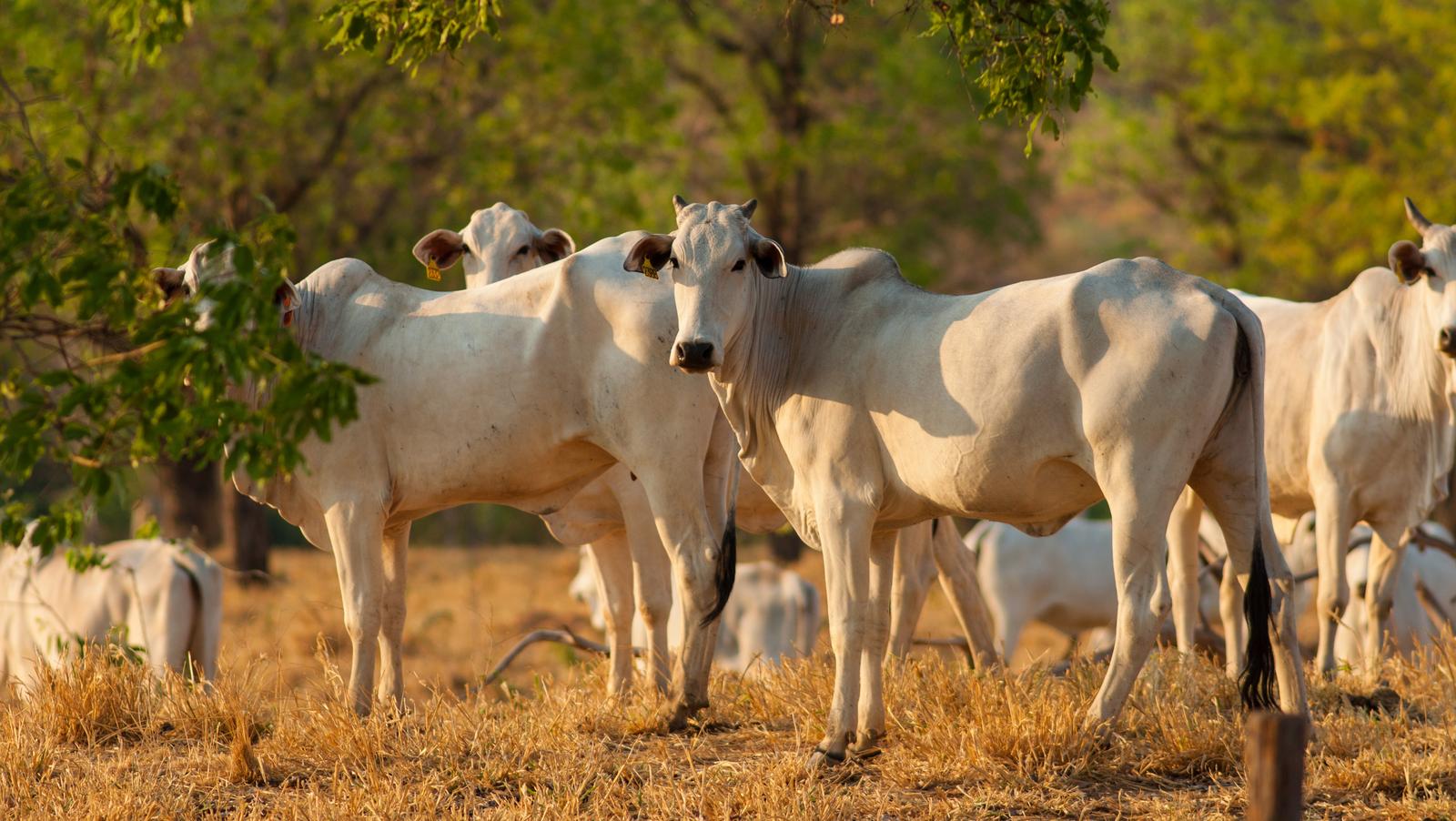 巴西发现一例疯牛病病例，多国暂停进口巴西牛肉