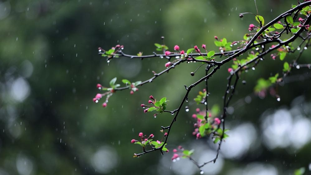 广东开年首场大范围强降雨为农业生产送来了“及时雨”
