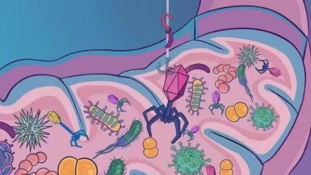 肠道噬菌体培养组技术，揭开肠道“暗物质”的神秘面纱